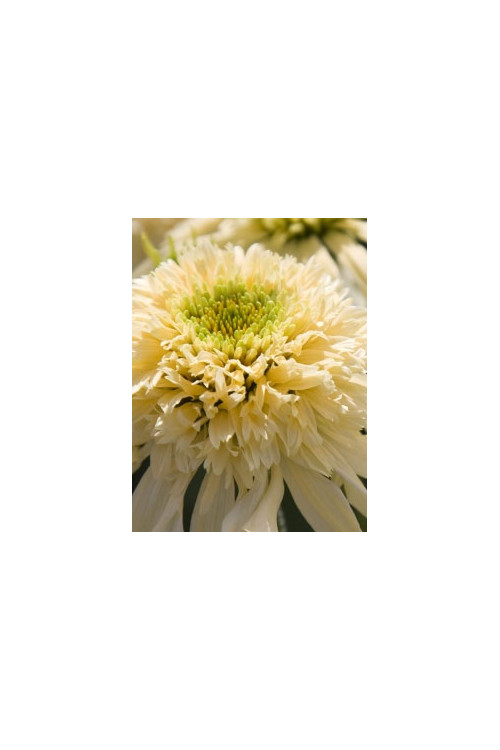 jeżówka, jeżówka Mozarella ,echinacea, echinacea Mozarella