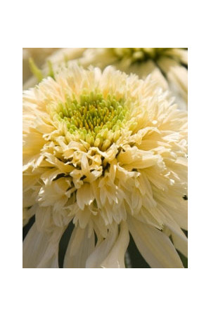 jeżówka, jeżówka Mozarella ,echinacea, echinacea Mozarella