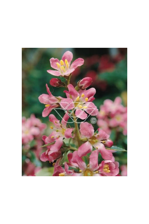 Eskalonia 'Dart's Rosyred' Escallonia