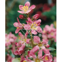 Eskalonia 'Dart's Rosyred' Escallonia