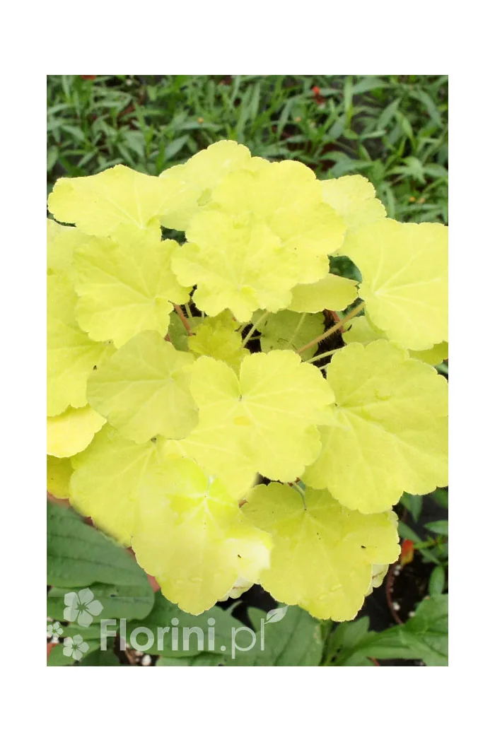 Żurawka 'Citronelle' Heuchera