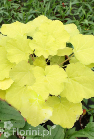 Żurawka 'Citronelle' Heuchera