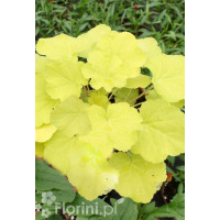 Żurawka 'Citronelle' Heuchera