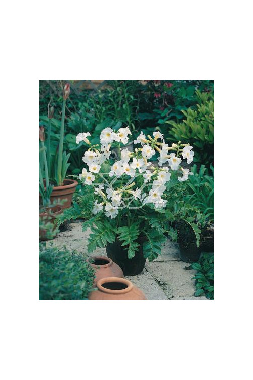 inkarwilla, inkarwilla alba, Incarvillea