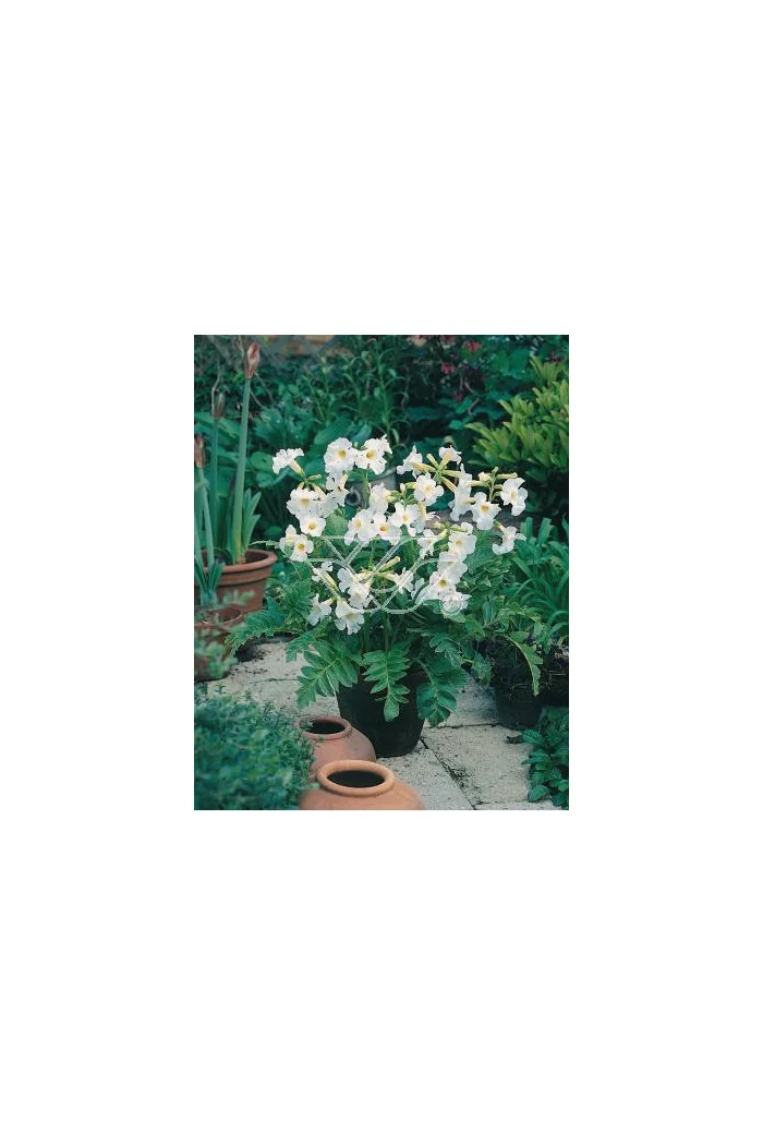 inkarwilla, inkarwilla alba, Incarvillea