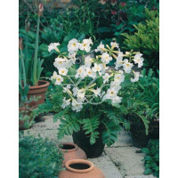 inkarwilla, inkarwilla alba, Incarvillea