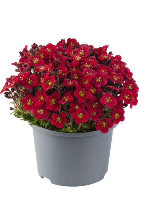 Skalnica Arendsa 'Marto Red'| Saxifraga