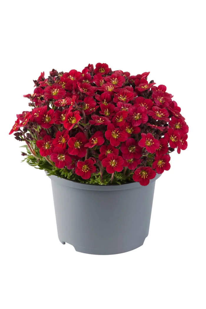 Skalnica Arendsa 'Marto Red'| Saxifraga