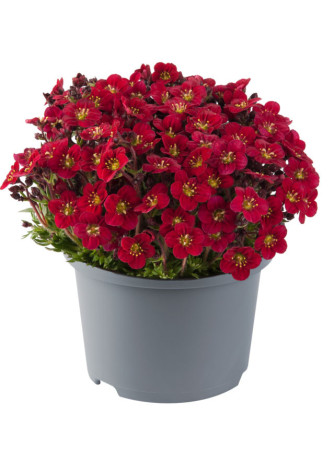 Skalnica Arendsa 'Marto Red'| Saxifraga