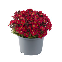 Skalnica Arendsa 'Marto Red'| Saxifraga