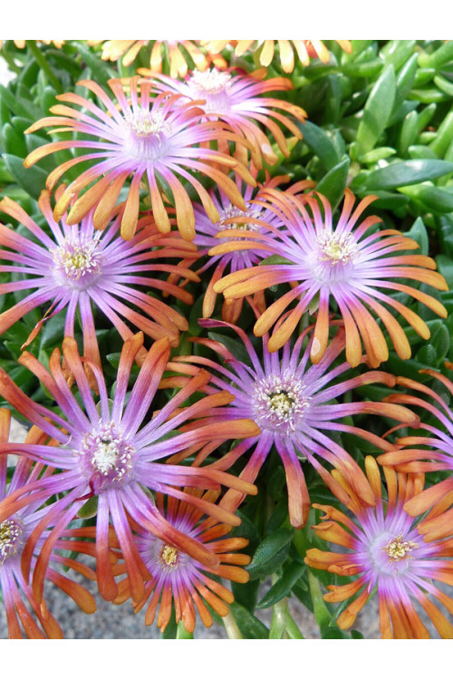 Słonecznica 'Fireglow' | Delosperma