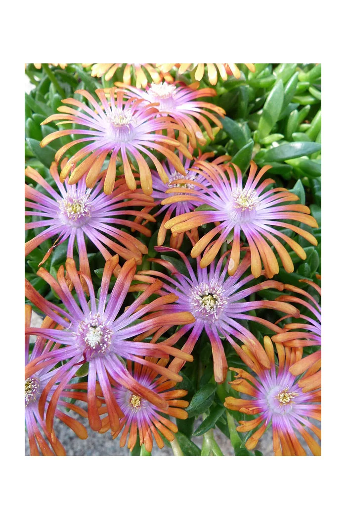 Słonecznica 'Fireglow' | Delosperma