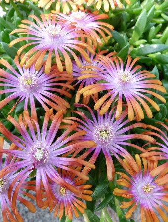 Słonecznica 'Fireglow' | Delosperma