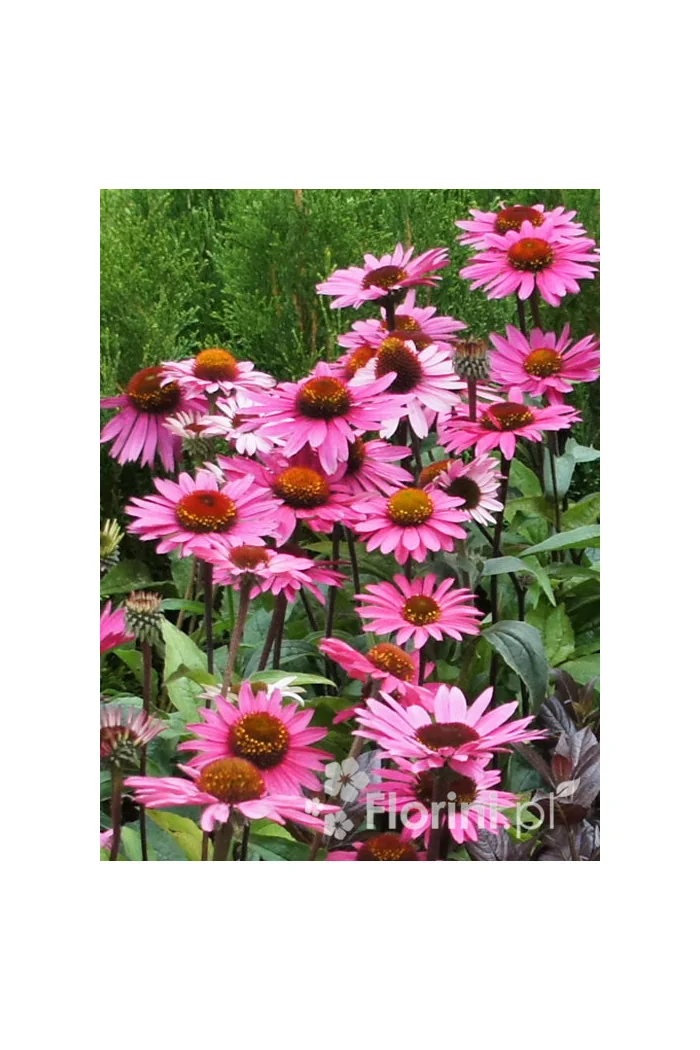 Jeżówka purpurowa Echinacea purpurea