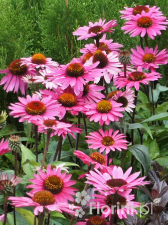Jeżówka purpurowa Echinacea purpurea