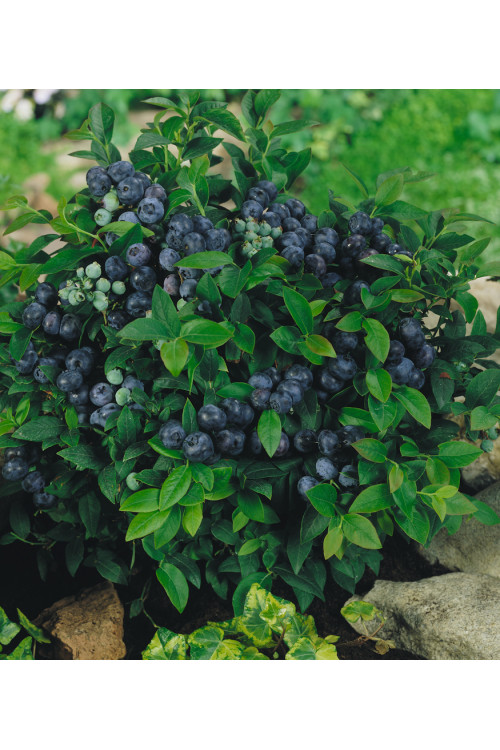 Borówka amerykańska 'Chandler' | Vaccinium corymbosum