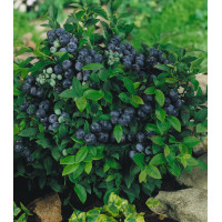 Borówka amerykańska 'Chandler' | Vaccinium corymbosum