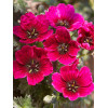 Bodziszek popielaty 'Jolly Jewel Purple' Geranium cinereum
