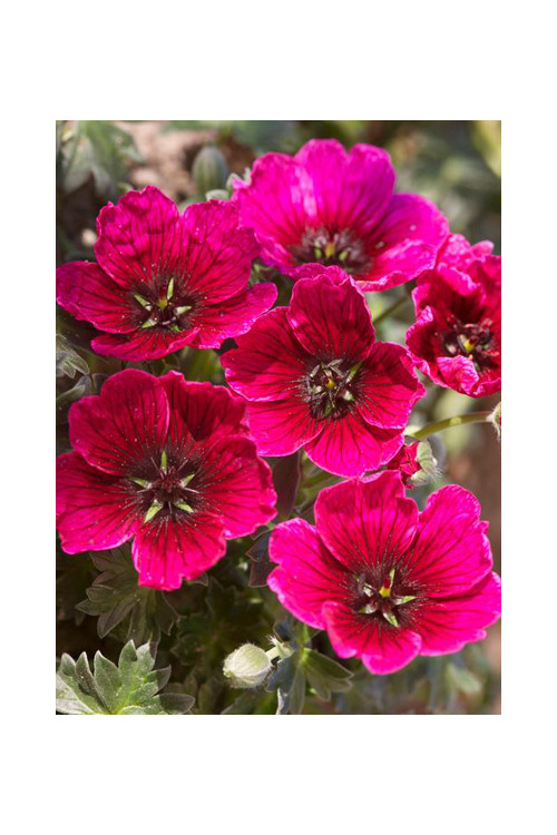 Bodziszek popielaty 'Jolly Jewel Purple' Geranium cinereum