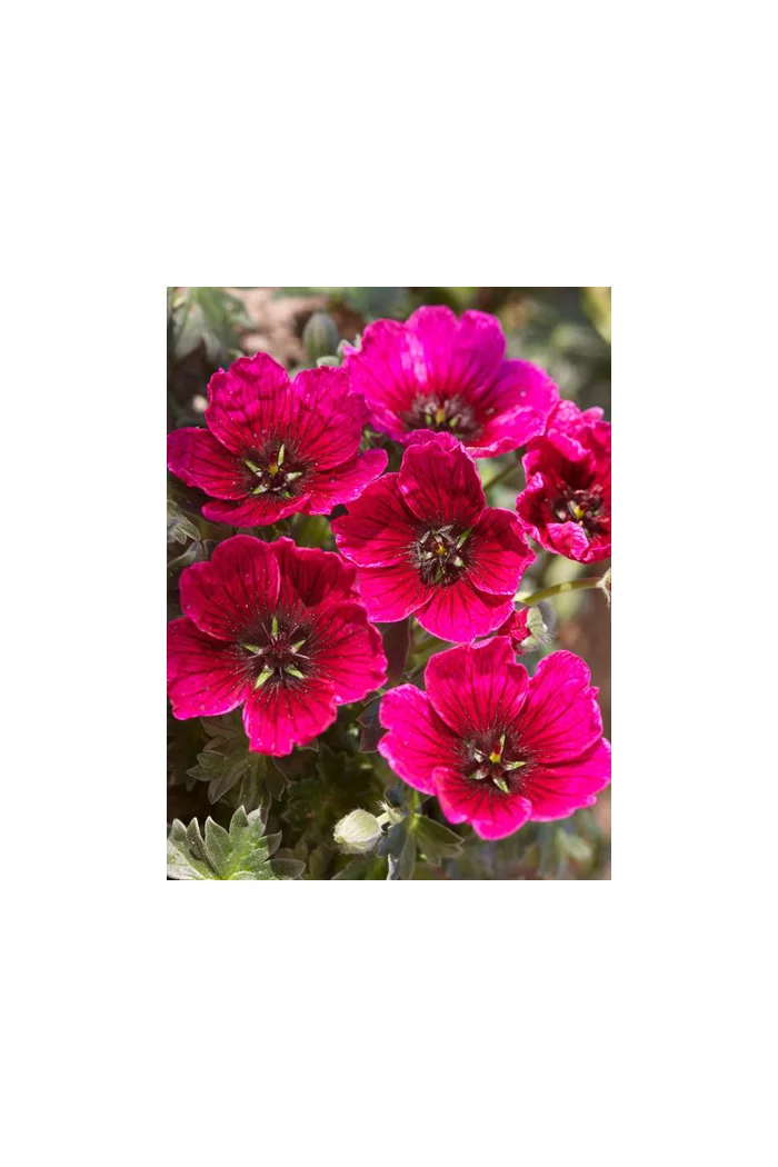 Bodziszek popielaty 'Jolly Jewel Purple' Geranium cinereum