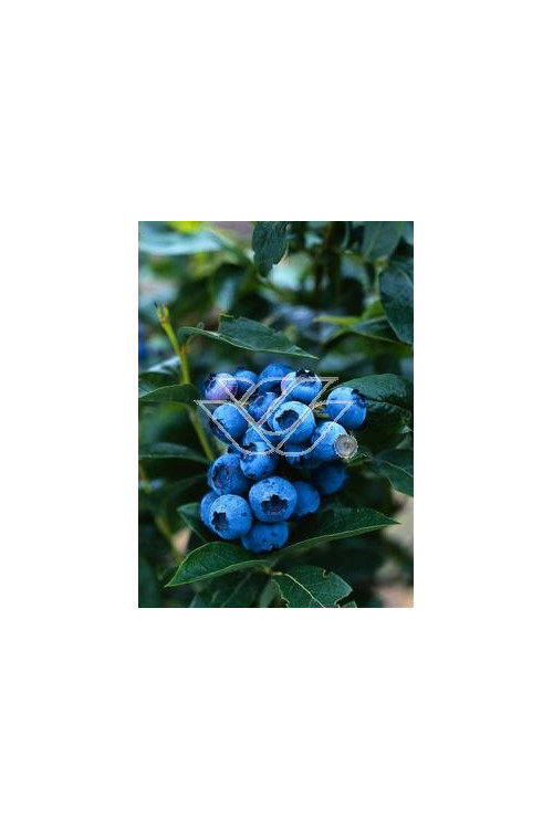 Borówka półwysoka (amerykańska) 'Northblue' Vaccinium angustifolium