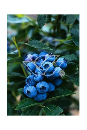 Borówka półwysoka (amerykańska) 'Northblue' Vaccinium angustifolium