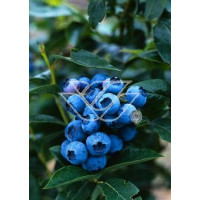 Borówka półwysoka (amerykańska) 'Northblue' Vaccinium angustifolium