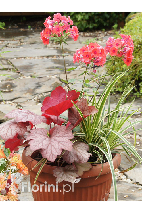 Zestaw nr 4 - łososiowy zawrót głowy