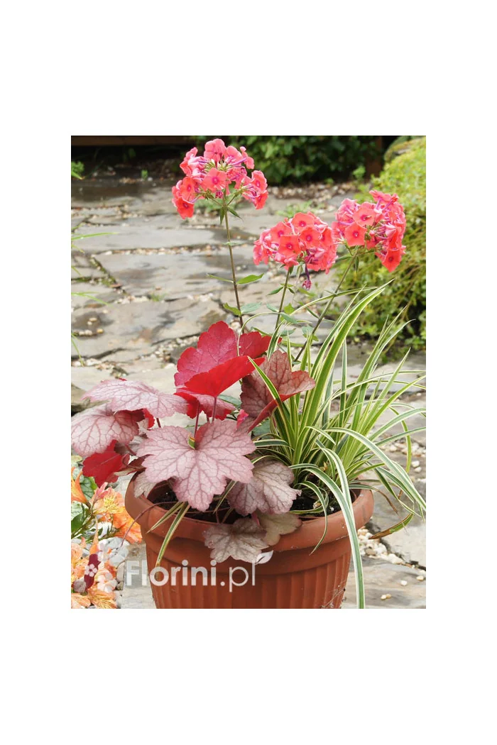 Zestaw nr 4 - łososiowy zawrót głowy