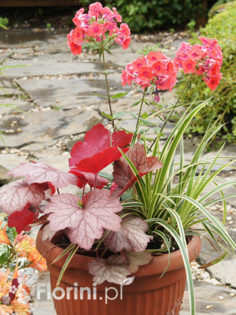 Zestaw nr 4 - łososiowy zawrót głowy