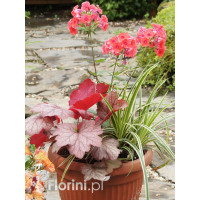 Zestaw nr 4 - łososiowy zawrót głowy