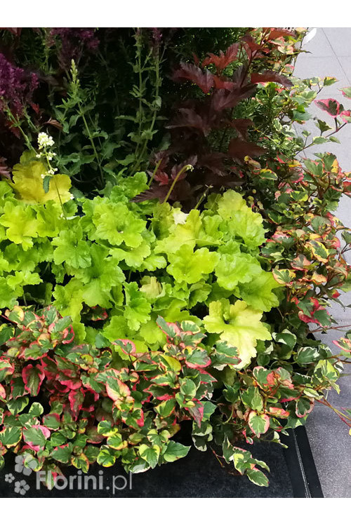 Tułacz pstry 'Chameleon' | Houttuynia cordata