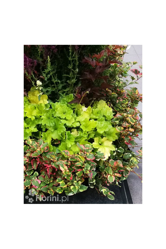 Tułacz pstry 'Chameleon' | Houttuynia cordata