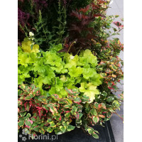 Tułacz pstry 'Chameleon' | Houttuynia cordata