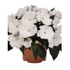 Niecierpek nowogwinejski 'White' div class'lat' Impatiens /div