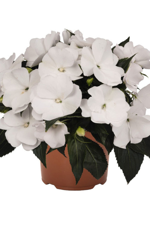 Niecierpek nowogwinejski 'White' div class'lat' Impatiens /div