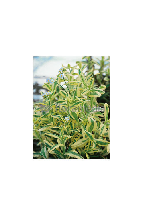 Niezapominajka 'Variegata' Myosotis