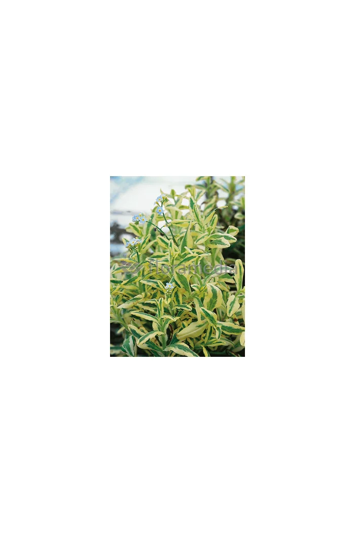 Niezapominajka 'Variegata' Myosotis
