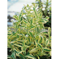 Niezapominajka 'Variegata' Myosotis