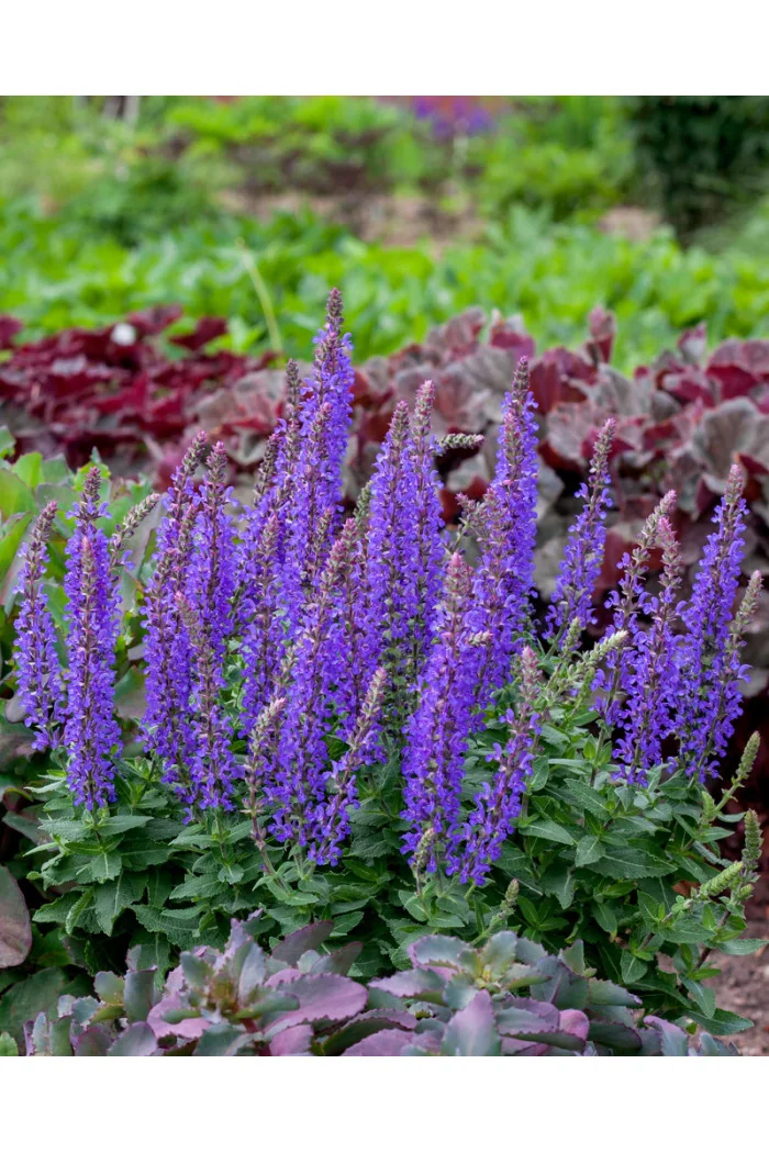 Szałwia omszona 'Rianne' | Salvia nemorosa