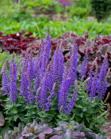 Szałwia omszona 'Rianne' | Salvia nemorosa