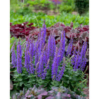 Szałwia omszona 'Rianne' | Salvia nemorosa