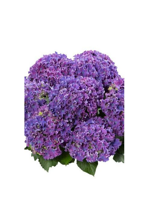 Hortensja 'Curly Sparkle Purple' | Hydrangea macrophylla