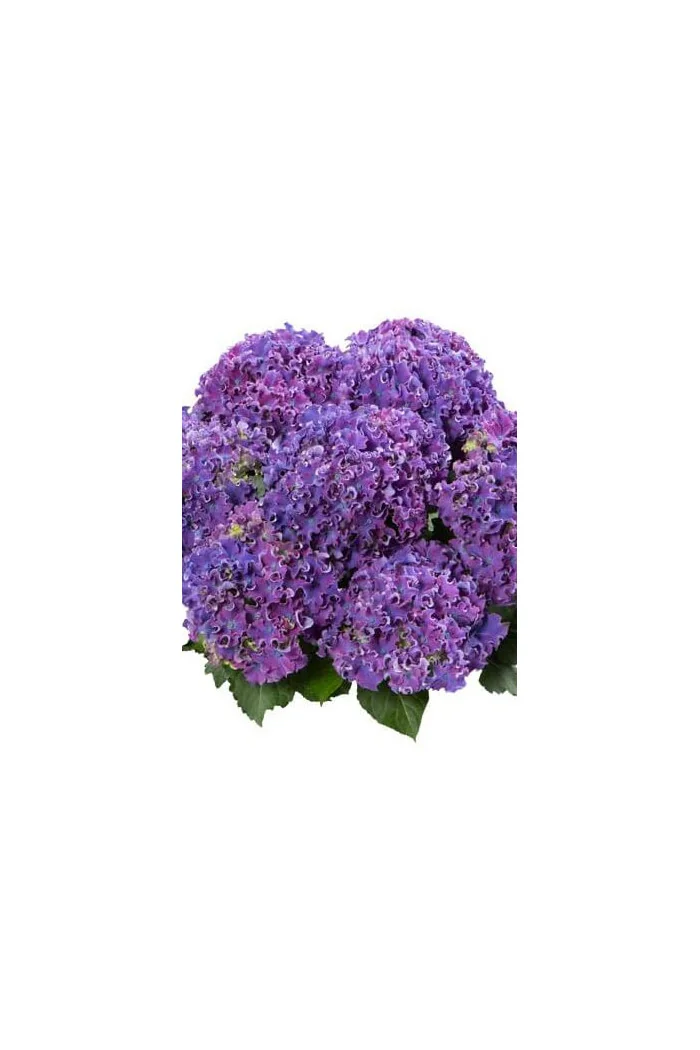 Hortensja 'Curly Sparkle Purple' | Hydrangea macrophylla