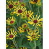 Rudbekia 'Little Henry' Rudbeckia