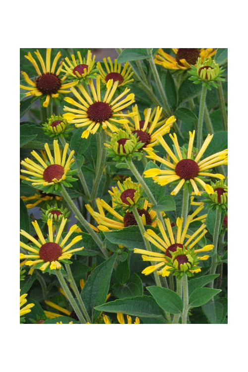 Rudbekia 'Little Henry' Rudbeckia