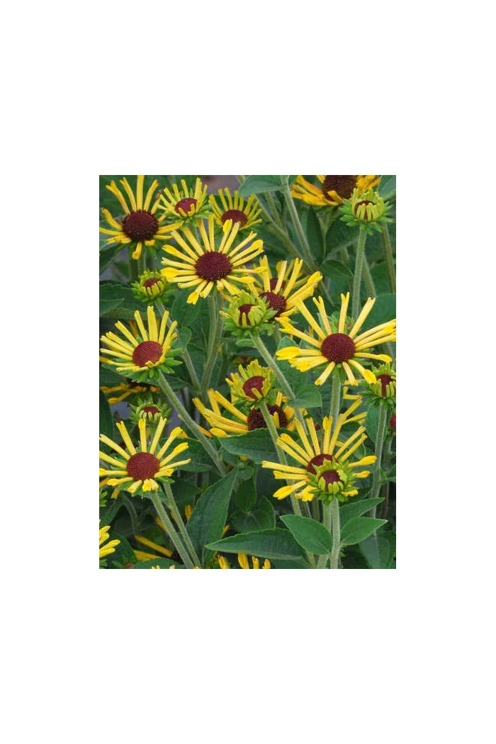 Rudbekia 'Little Henry' Rudbeckia
