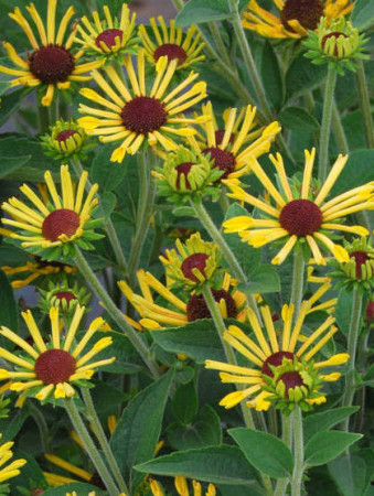 Rudbekia 'Little Henry' Rudbeckia