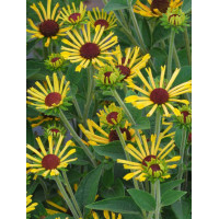 Rudbekia 'Little Henry' Rudbeckia