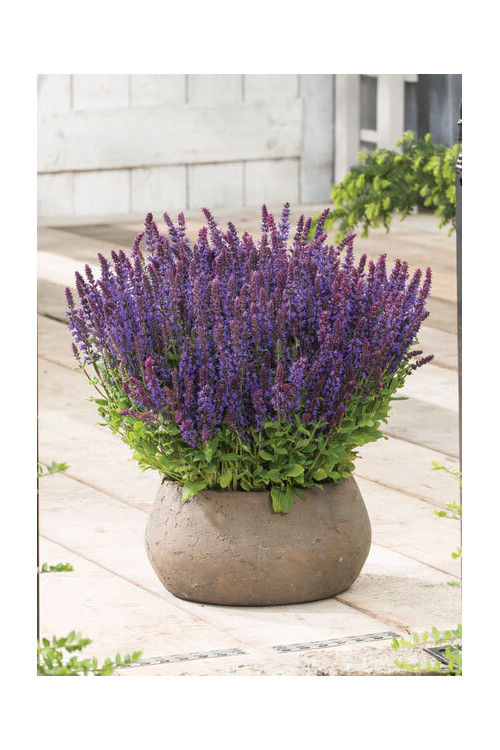 Szałwia omszona 'Synchro Blue' | Salvia nemorosa